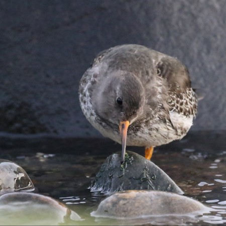 Skärsnäppa Foto:Kerstin Martinsson
