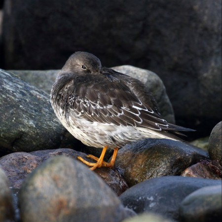 Skärsnäppa Foto:Kerstin Martinsson