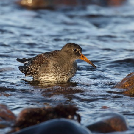 Skärsnäppa Foto:Kerstin Martinsson