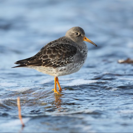 Skärsnäppa Foto:Sven-Olof Martinsson
