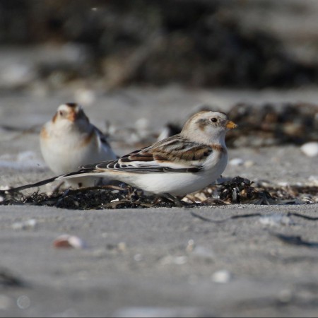 Snösparv - Foto:Kerstin Martinsson