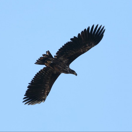 Havsörn -  Foto: Sven-Olof Martinsson