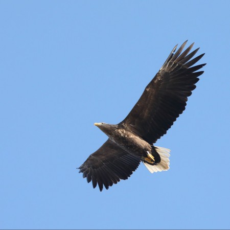 Havsörn -  Foto: Sven-Olof Martinsson