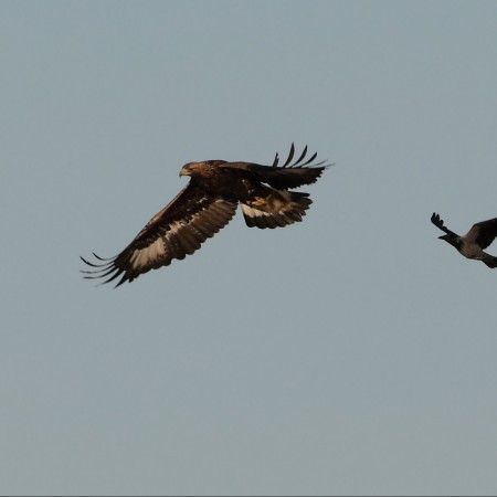 Kungsörn -  Foto: Sven-Olof Martinsson