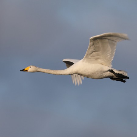 Sångsvan - Foto: Sven-Olof Martinsson