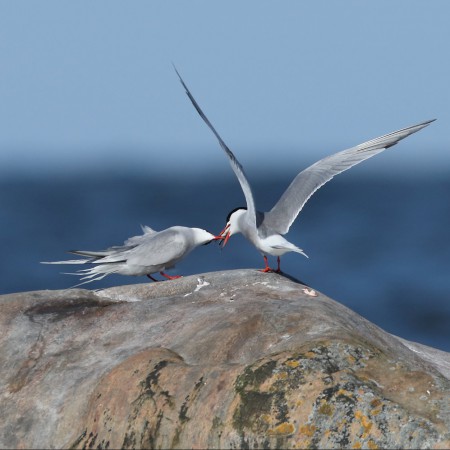 Fisktärna - Foto: Sven-Olof Martinsson