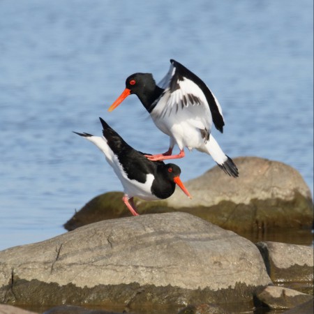 Strandskata - Foto: Kerstin Martinsson