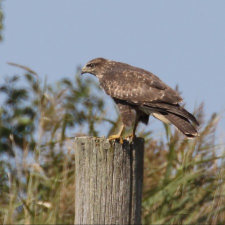 Ormvråk Foto: Kerstin Martinsson