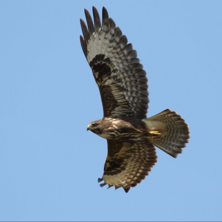 Ormvråk Foto: Kerstin Martinsson