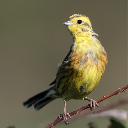 Gulsparv Foto: Sven-Olof Martinsson