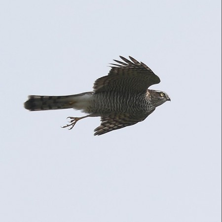 Sparvhök Foto: Sven-Olof Martinsson