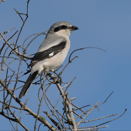 Varfågel Foto: Sven-Olof Martinsson