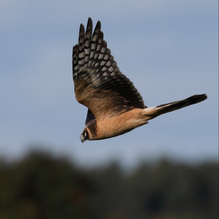 Stäpphök Foto: Sven-Olof Martinsson
