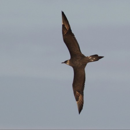 Kustlabb Foto: Kerstin Martinsson