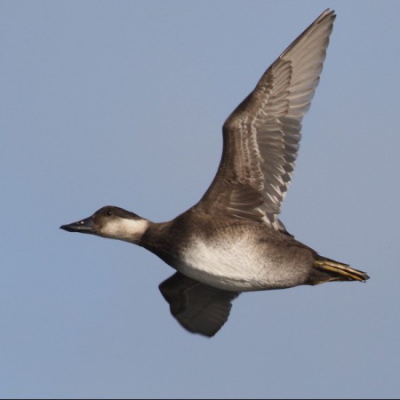 Sjöorre Foto: Kerstin Martinsson