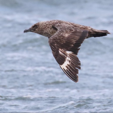 Storlabb Foto: Kerstin Martinsson