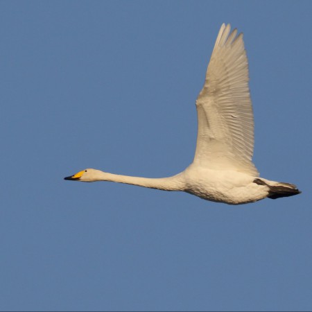 Större sångsvan Foto: Kerstin Martinsson