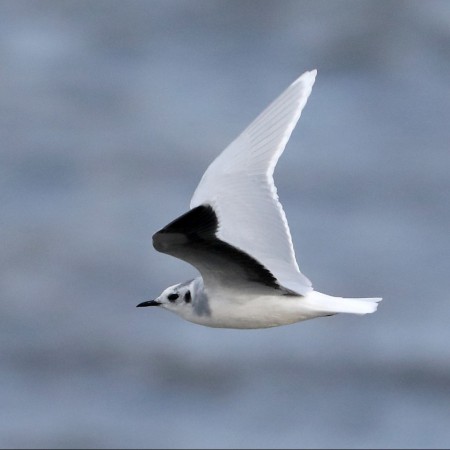 Dvärgmås Foto: Sven-Olof Martinsson