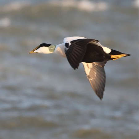 Ejderhane Foto: Sven-Olof Martinsson