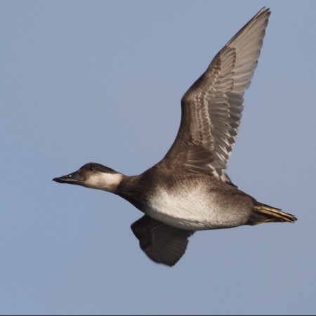 Sjöorre Foto: Kerstin Martinsson