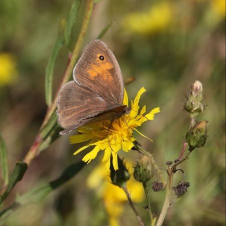 Slåttergräsfjäril