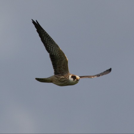 Aftonfalk Foto: Kerstin Martinsson
