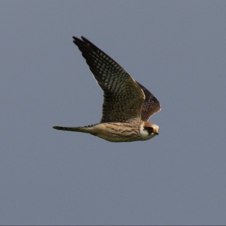 Aftonfalk Foto: Kerstin Martinsson