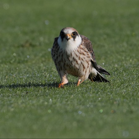 Aftonfalk Foto: Sven-Olof Martinsson