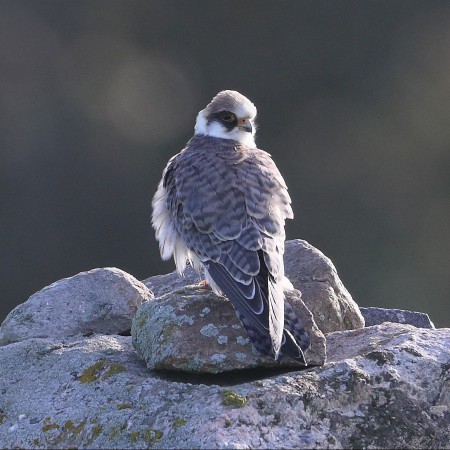 Aftonfalk Foto: Sven-Olof Martinsson