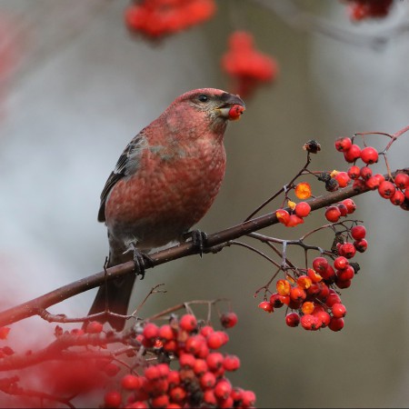 Tallbit (hane)  Foto: Sven-Olof Martinsson