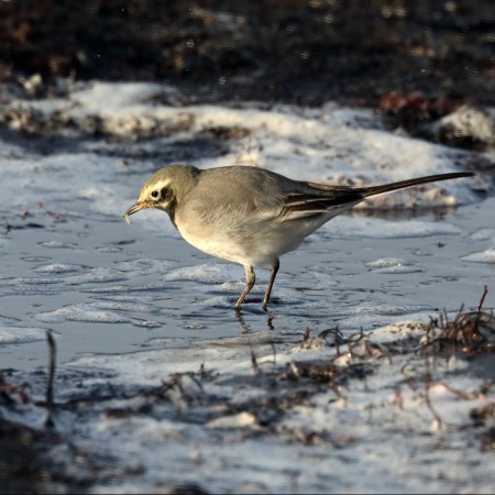 Masksädesärla (Stafsinge strand)  Foto: Kerstin Martinsson