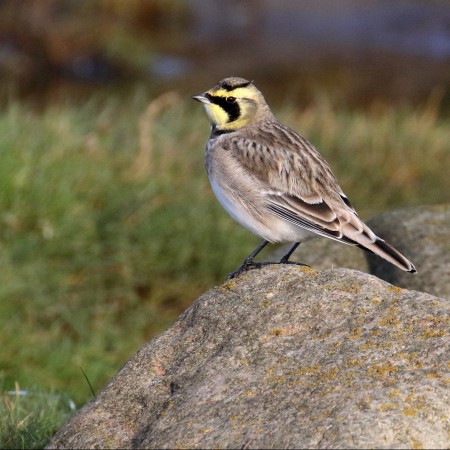 Berglärka  Foto: Kerstin Martinsson