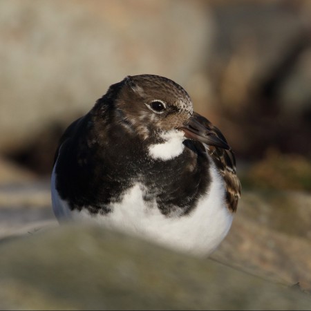 Roskarl  Foto: Kerstin Martinsson