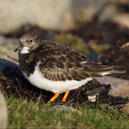 Roskarl  Foto: Kerstin Martinsson