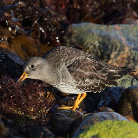 Skärsnäppa  Foto: Kerstin Martinsson