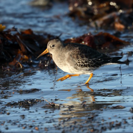 Skärsnäppa  Foto: Kerstin Martinsson