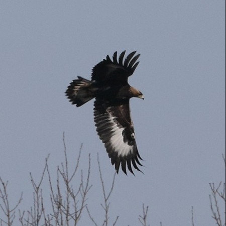 Kungsörn - Foto Sven-Olof Martinsson
