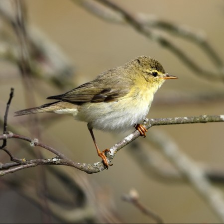 Lövsångare - Foto Sven-Olof Martinsson
