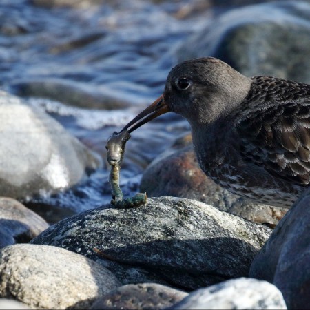 Skärsnäppa - Foto Kerstin Martinsson