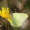 /album/biologisk-mangfald-pa-galtasangarna/citronfjaril1-jpg/